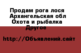 Продам рога лося - Архангельская обл. Охота и рыбалка » Другое   